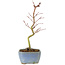 Acer palmatum Korihime, 17,5 cm, ± 4 jaar oud