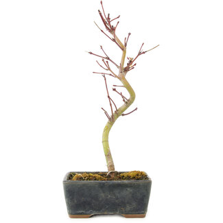 Acer palmatum Korihime, 20,5 cm, ± 4 jaar oud