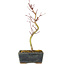 Acer palmatum Korihime, 20,5 cm, ± 4 jaar oud