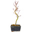 Acer palmatum Korihime, 20,5 cm, ± 4 jaar oud