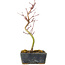 Acer palmatum Korihime, 20,5 cm, ± 4 jaar oud