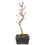 Acer palmatum Korihime, 20,5 cm, ± 4 jaar oud