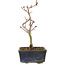Acer palmatum Korihime, 15 cm, ± 4 jaar oud