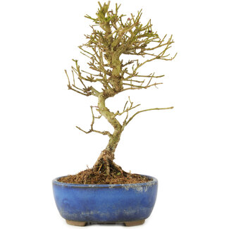 Ligustrum, 17,5 cm, ± 6 jaar oud