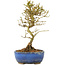 Ligustrum, 17,5 cm, ± 6 jaar oud