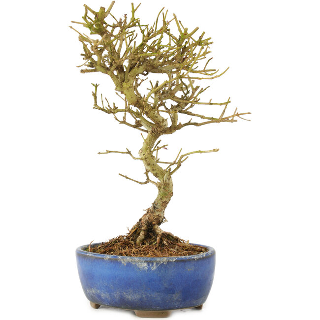 Ligustrum, 17,5 cm, ± 6 años