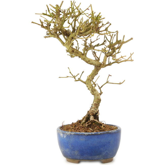 Ligustrum, 17,5 cm, ± 6 años