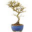 Ligustrum, 17,5 cm, ± 6 jaar oud