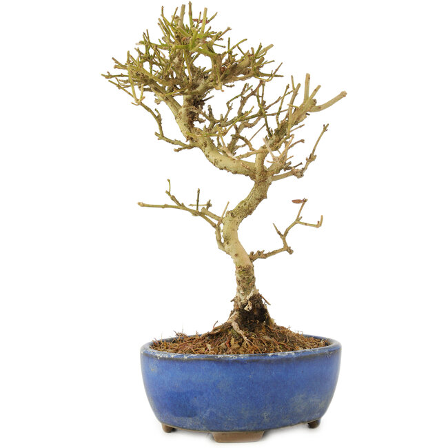 Ligustrum, 17,5 cm, ± 6 años