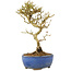 Ligustrum, 17,5 cm, ± 6 jaar oud