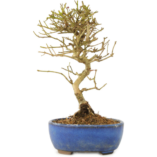 Ligustrum, 17,5 cm, ± 6 ans