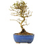 Ligustrum, 17,5 cm, ± 6 Jahre alt