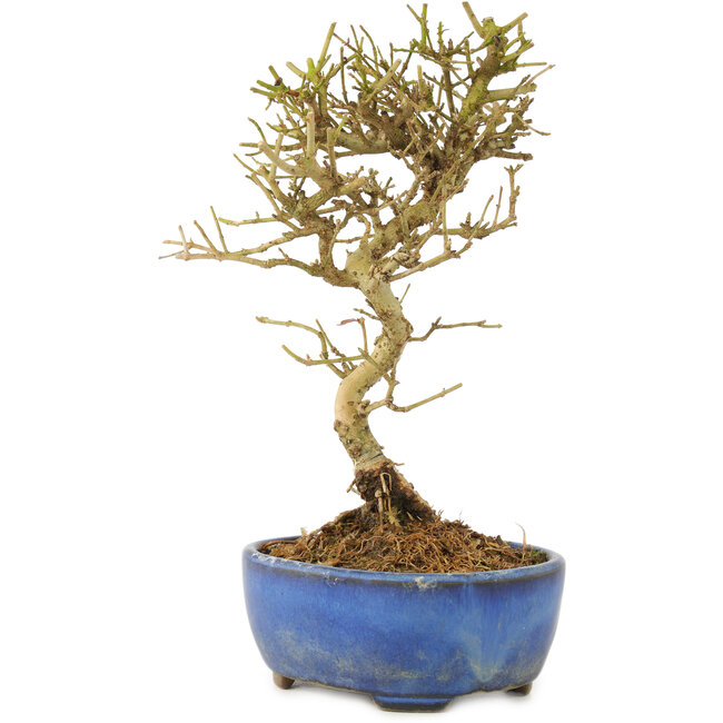 Ligustrum, 17,5 cm, ± 6 years old