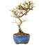 Ligustrum, 17,5 cm, ± 6 jaar oud