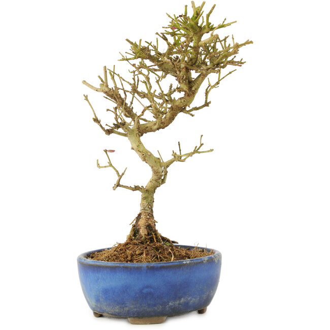 Ligustrum, 17,5 cm, ± 6 years old