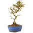 Ligustrum, 17,5 cm, ± 6 jaar oud