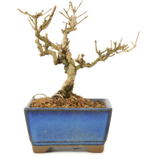 Ligustrum, 9,5 cm, ± 6 anni