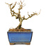 Ligustrum, 9,5 cm, ± 6 jaar oud