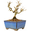 Ligustrum, 9,5 cm, ± 6 jaar oud