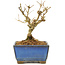 Ligustrum, 9,5 cm, ± 6 jaar oud