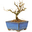 Ligustrum, 9,5 cm, ± 6 jaar oud