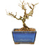 Ligustrum, 9,5 cm, ± 6 anni