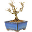 Ligustrum, 9,5 cm, ± 6 jaar oud