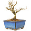 Ligustrum, 9,5 cm, ± 6 jaar oud