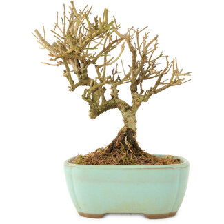 Ligustrum, 13 cm, ± 6 anni