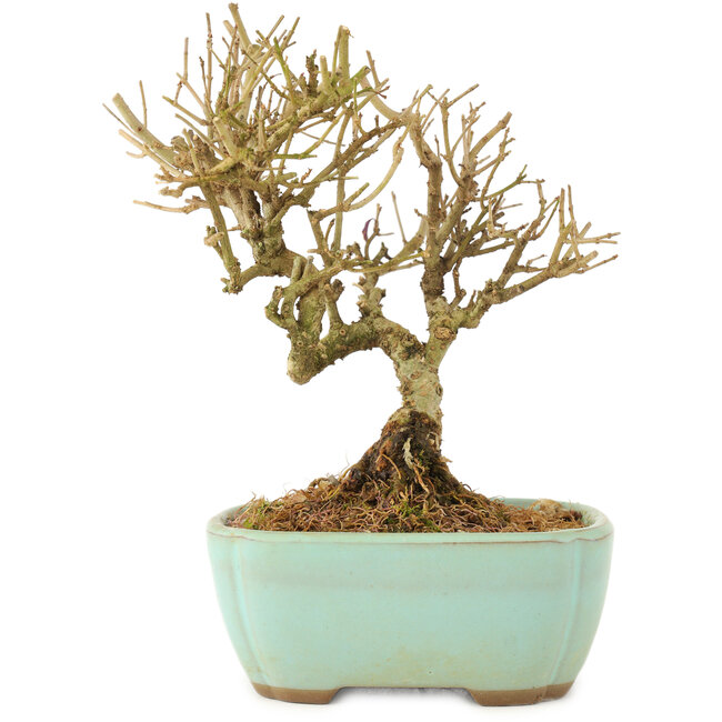 Ligustrum, 13 cm, ± 6 anni