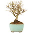 Ligustrum, 13 cm, ± 6 jaar oud