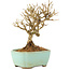 Ligustrum, 13 cm, ± 6 anni