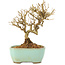 Ligustrum, 13 cm, ± 6 jaar oud