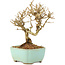 Ligustrum, 13 cm, ± 6 jaar oud