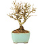 Ligustrum, 13 cm, ± 6 jaar oud