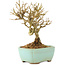 Ligustrum, 13 cm, ± 6 jaar oud