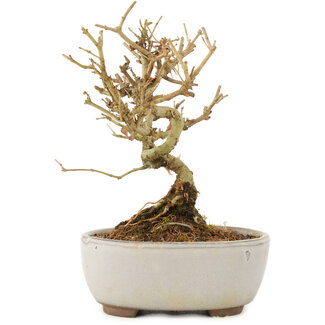 Ligustrum, 12 cm, ± 6 anni