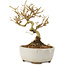 Ligustrum, 12 cm, ± 6 jaar oud