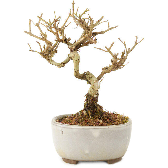 Ligustrum, 12 cm, ± 6 Jahre alt