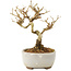 Ligustrum, 12 cm, ± 6 jaar oud