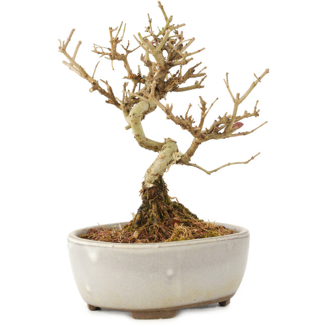 Ligustrum, 12 cm, ± 6 Jahre alt