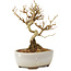 Ligustrum, 12 cm, ± 6 jaar oud