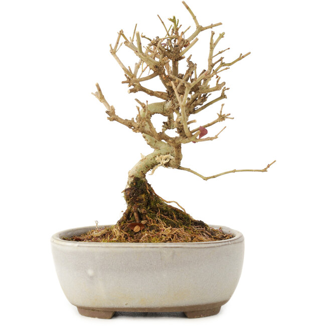Ligustrum, 12 cm, ± 6 anni