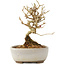 Ligustrum, 12 cm, ± 6 jaar oud