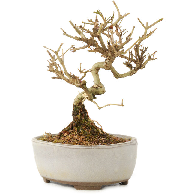Ligustrum, 12 cm, ± 6 jaar oud