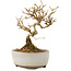 Ligustrum, 12 cm, ± 6 jaar oud