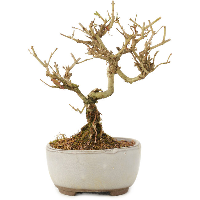 Ligustrum, 12 cm, ± 6 años