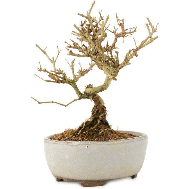 Ligustrum, 12 cm, ± 6 anni
