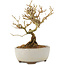 Ligustrum, 12 cm, ± 6 anni