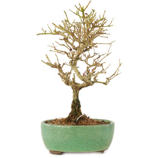 Ligustrum, 17 cm, ± 6 jaar oud